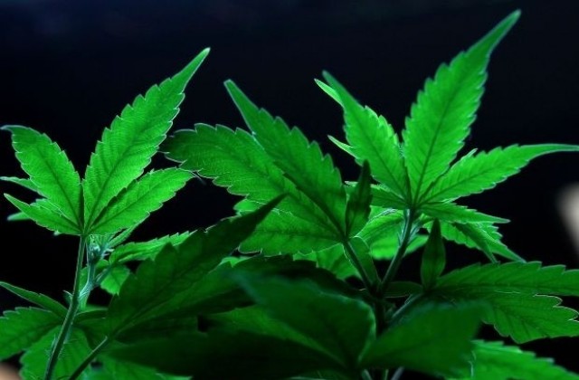 В Италия откриха 400 кг марихуана в микробус с българска регистрация