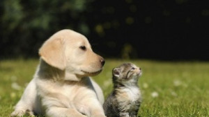 Отбелязваме Световния ден за защита на животните