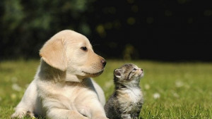 Отбелязваме Световния ден за защита на животните