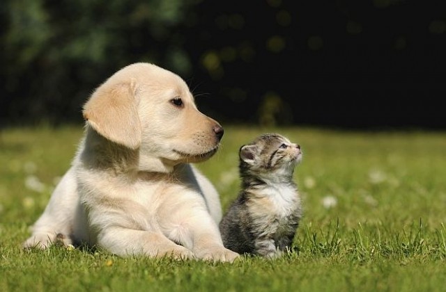 Отбелязваме Световния ден за защита на животните