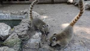 Есен при носатите мечета организират във варненския зоопарк