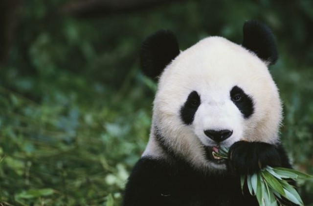 Клонират панди, за да ги спасят от изчезване