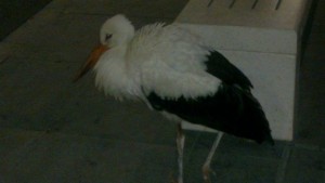 Щъркел отказал да мигрира занимава Летище Бургас