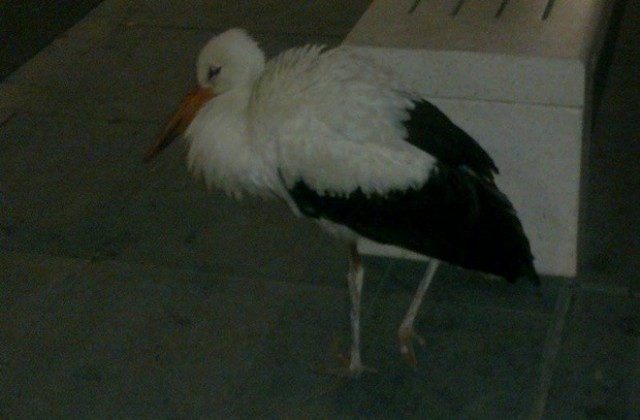 Щъркел, отказал да мигрира, занимава Летище Бургас