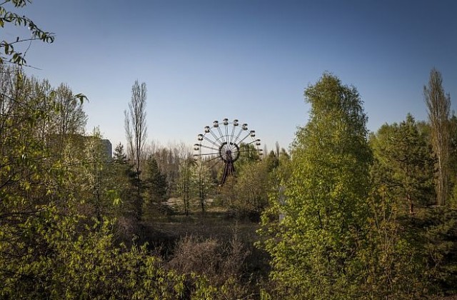 Природата в Чернобил процъфтява (СНИМКИ)