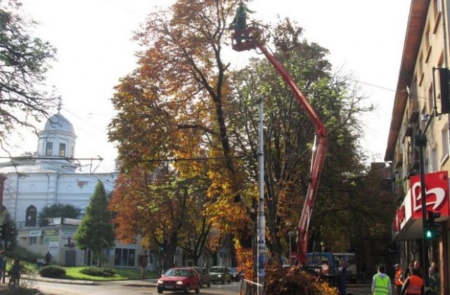 Обезопасиха 30-метров кестен на възлово кръстовище в Плевен