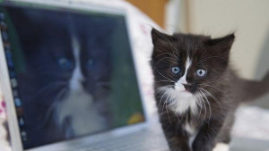 Нова мода лаптоп за котки