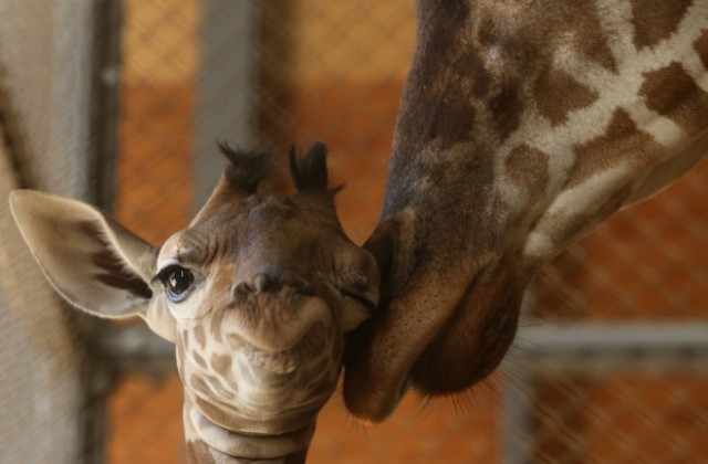 Откриха как жирафите са удължили шията си
