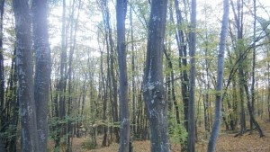 Циганско лято в края на октомври