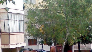Търсят кой пусна конете из Орел