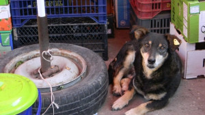Започна осиновяването на бездомни кучета от общинския приют във Велико