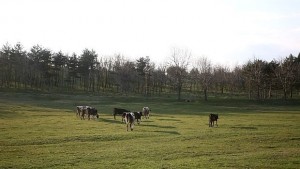 Нова идея Крави овце и кози без пастир под ножа