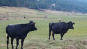 Консултативен съвет по животновъдство ще помага на фермерите в региона