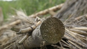 Половината вековни гори на България застрашени от изсичане