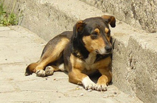 Община Казанлък стартира кампания за безплатно кастриране на животни