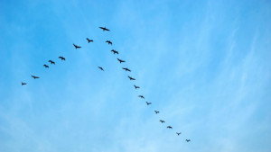 Руски и британски учени промениха пътя на птиците