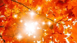 Американец с търговски дух печели от есенни листа