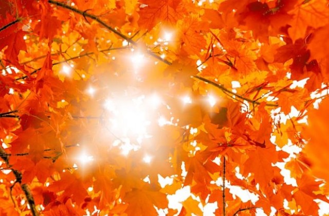 Американец с търговски дух - печели от есенни листа