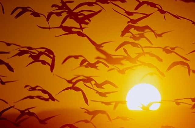 Глобалното затопляне подрязва крилете на птиците