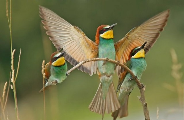 Д-р Иванов показва за първи път свои фотографии в благотворителна изложба