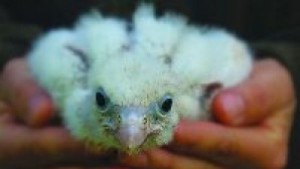 Кампания събира средства за Спасителния център за диви животни в