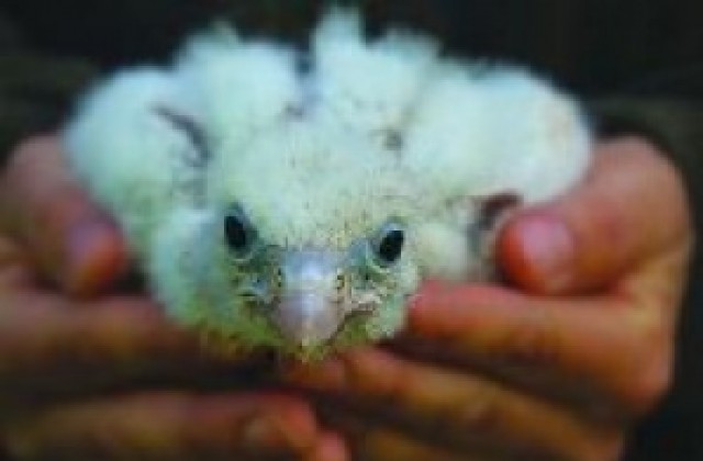 Кампания събира средства за Спасителния център за диви животни в Стара Загора