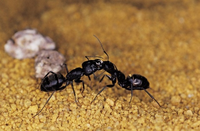 Ловец оцеля седмица в пустошта, ядейки мравки