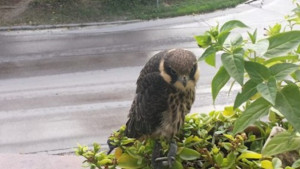 Спасиха млад сокол от защитен вид