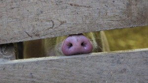 С уникално откритие органи на прасета ще се трансплантират на