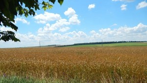 Български земеделци сеят все повече вносни сортове пшеница