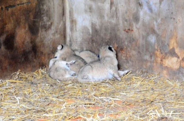 Организират първи рожден ден на трите лъвчетата в зоопарка