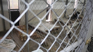 Общинският приют за безстопанствени кучета получи дарение