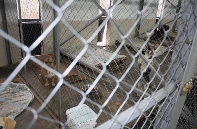 Общинският приют за безстопанствени кучета получи дарение