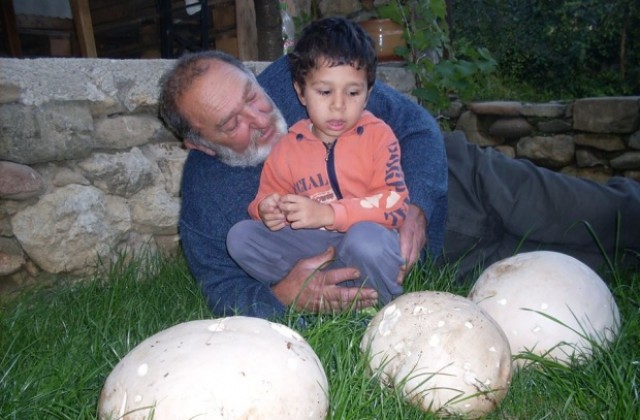 Родопчанин намери гигантски гъби край Смолян