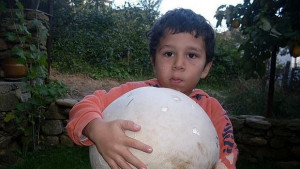 Родопчанин намери гигантски гъби край Смолян СНИМКИ