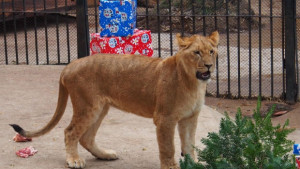 Първи рожден ден на трите лъвчетата във варненския зоопарк