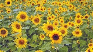 Прибраха слънчогледа на 94 в Сливенско