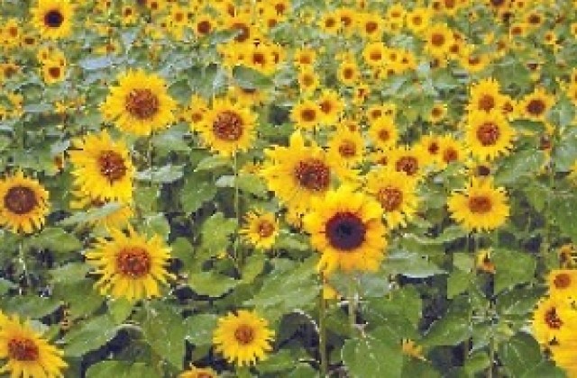 Прибраха слънчогледа на 94% в Сливенско