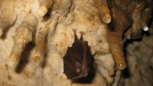 Следят прилепите със сензори на Шуменското плато