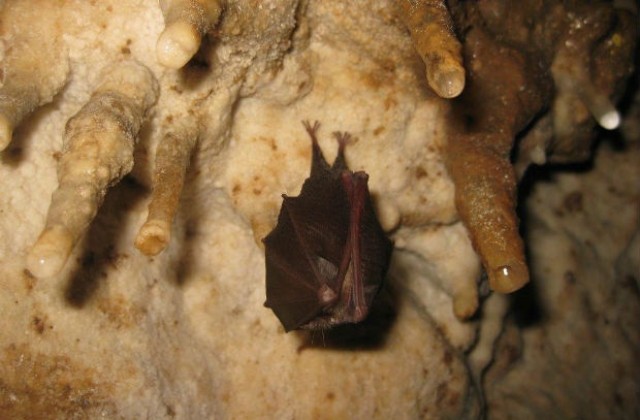 Следят прилепите със сензори на Шуменското плато