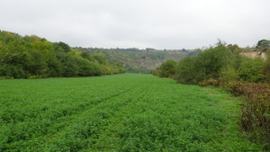 Наказаха двама засели земеделски култури в защитена зона