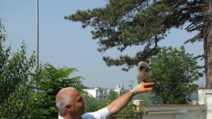 Пускат излекуван бухал в ПП Русенски Лом