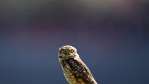 Пускат спасен бухал на свобода