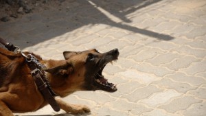 Куче пазач нахапа зверски работници ВИДЕО