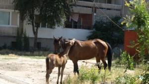 Кон умря при катастрофа