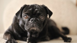 Откриха откъде произлизат кучетата