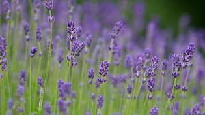 Организират семинар за отглеждането на етеричномаслени и лекарствени култури