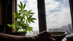 Изборите вдигнаха акциите на канадските производители на канабис