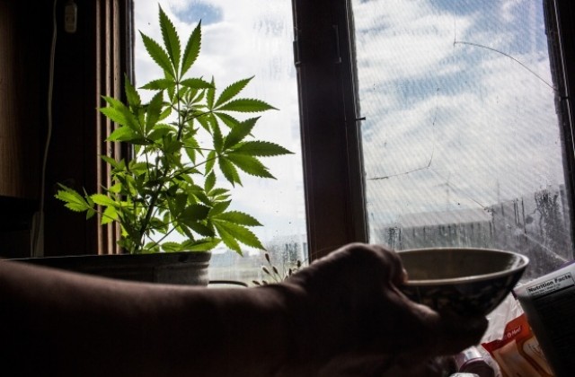 Изборите вдигнаха акциите на канадските производители на канабис