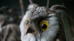 Излекуван бухал се връща отново в Русенски Лом